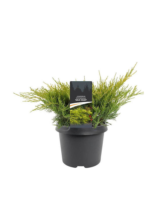 Juniperus 'Gold Coast' 17cm Juniperus 'Gold Coast' 17cm