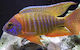 Aulonocara Sp Ob 7-9cm
