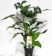 Live Aquarium Plants Hygrophila Siamensis