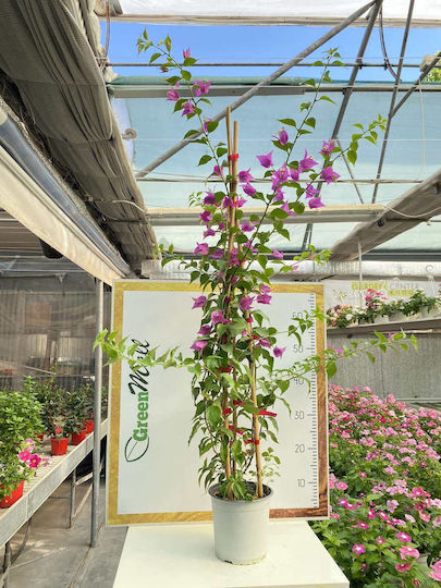 Βουκαμβίλια Bougainvillea Dania Bamboo Piramide Colour Fuchsia