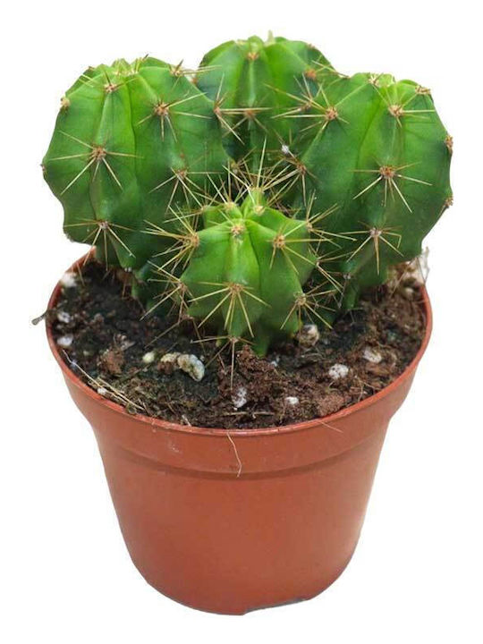 Heliabravoa Chende 8.5cm Heliabravoa Chende 8.5cm