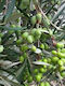 "ελιά Αγίου Προδρόμου" Olive Tree
