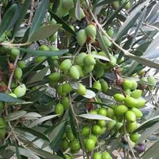 "ελιά Αγίου Προδρόμου" Olive Tree