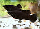 Poecilia Sphenops "black Molly" 5cm