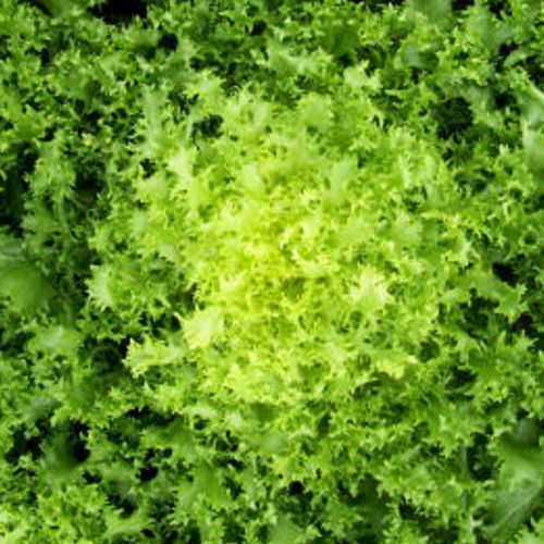 Evotris Seeds Endive (Cichorium) Ruffec Κίτρινο 7gr
