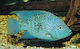 Abyssos Aquariumfisch