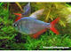 Hyphessobrycon Colombianus L