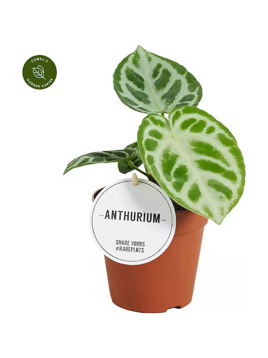 Ανθούριο Anthurium Silver Blush Ανθούριο Anthurium Silver Blush