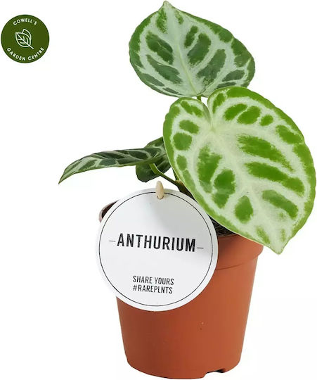 Anthurium Silver Blush
