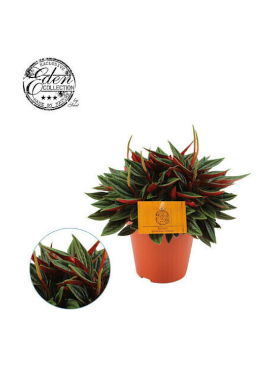 Peperomia Peperomia Caperata Rosso Peperomia Peperomia Caperata Rosso