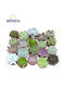 Εχεβέρια Echeveria Mix
