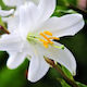 Primasem Луковица Lilium Candidum