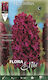 Gemma Zwiebeln Hyacinthus Rot 3Stück