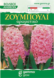 Gemma Seeds Hyacinthus Pink 2pcs