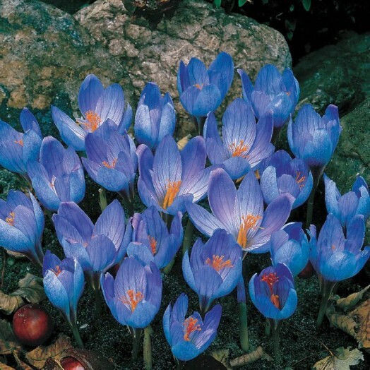 Primasem Zwiebel Krokus Rot