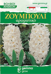Gemma Seeds Hyacinthus Late 2pcs