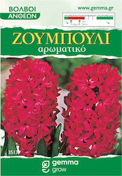 Gemma Seeds Hyacinthus Red 2pcs