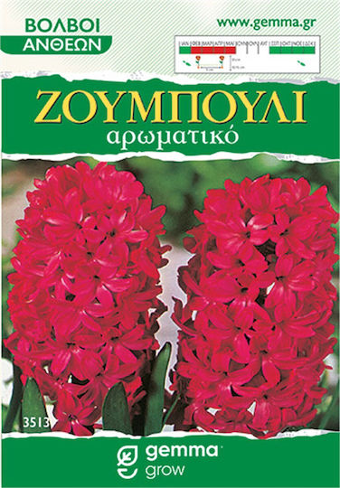 Gemma Samen Hyacinthus Rot 2Stück
