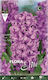 Gemma Zwiebeln Hyacinthus Mangekyō 3Stück