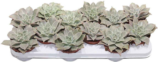 Echeveria 'madiba' 10.5cm