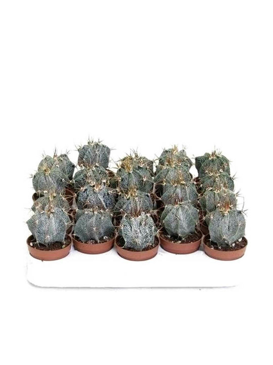 Astrophytum Ornatum 5.5cm Astrophytum Ornatum 5.5cm