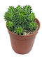 Euphorbia Susannae 5.5cm