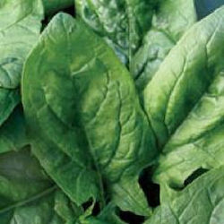 Geoponiki Seeds Spinach Viroflay 500gr