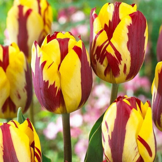 Gemma Bulbs Tulipς Organic Farming