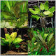 Echinodorus Mix Φπ
