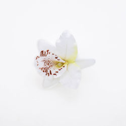 Plastik Haarspangen Orchidee Weiß