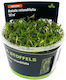 Stoffels Acorus Gramineus Rotala Live Aquarium Plant Rotundifolia H'ra In Vitro