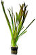 Aquaflora Vallisneria Australis Gigantea Pot