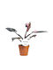 Philodendron 'pink Princess' 12cm