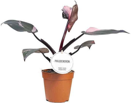 Philodendron 'pink Princess' 12cm