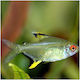 Hyphessobrycon Pulchripinnis Lemon Tetra 2,3cm