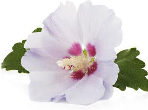 Aromă Pentru Lumânări White Musk 1kg