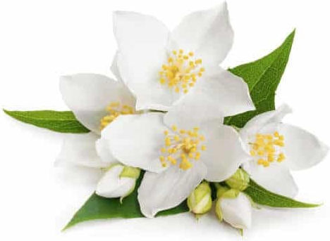 Aromă Pentru Lumânări Iasomie 1kg