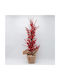 Δεντρακι Berry 63cm