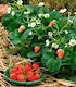 Strawberry "sarrian F1 Dellician F1" 25 Seeds