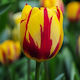 Tulpe Zwiebel Blumenstrauß Gelb-Rot