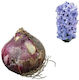 Hyacinthus Glühbirne Großes Lila