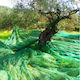 Olive Net 5x12m Density 90gr/m²