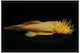 Ancistrus L144 Albino 3cm