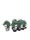 Chamaecyparis Pisifera 'sky Blue' 15cm
