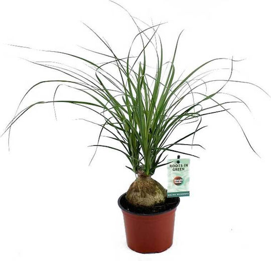 Nolina Recurvata 'Ball' 12см
