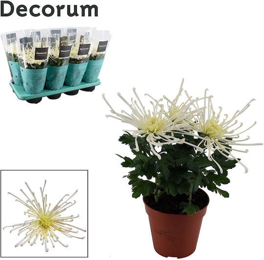 Χρυσάνθεμο Chrysanthemum Ind Decorum Chrysanne ‘fireworks Cream