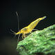 Neocaridina Davidi Yellow Fire 2cm