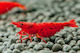 Neocaridina Davidi Bloody Mary
