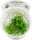 Tropica Eriocaulon Cinereum 1-2-grow