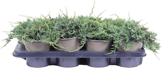 Juniperus 'wiltonii' 13cm